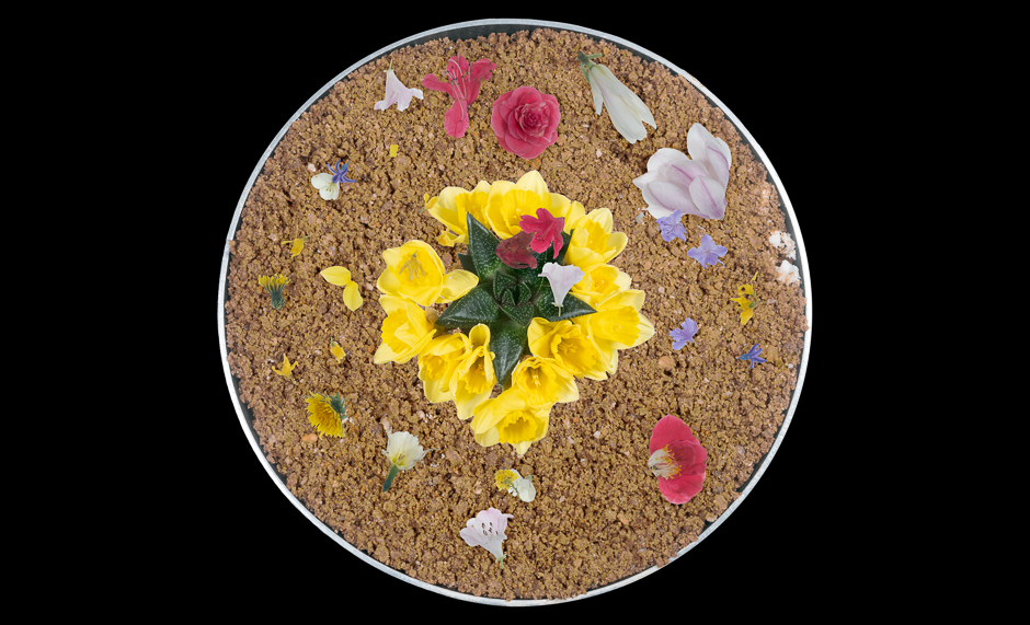 BowlSandCactusPetalsOasis