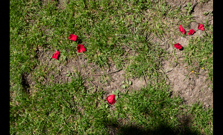 PetalsScatteredAcrossGrass